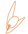 Vector Image